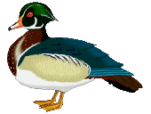 Hondensnacks Eend/Konijn