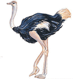 Hondensnacks Struisvogel