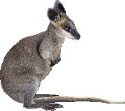 Hondensnacks Kangoeroe