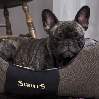 merk op Naar de waarheid Goed doen Scruffs Zacht Hondenmandje voor de kleine Hond | DOGGY'S friend -  doggysfriend-shop