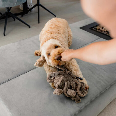 District 70 SQUID Octopus