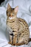 CAT'S NATURE GEVOGELTEMIX 200 gram CAT'S NATURE GEVOGELTEMIX 200 gram