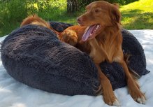 Bessie and Barnie Bagel Bed Wolfhound Grey Bessie and Barnie Bagel Bed Wolfhound Grey
