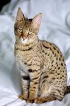 BeefMix Kitten/Kat 500 gram BeefMix Kitten/Kat 500 gram
